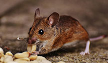 24 Hour & Emergency Exterminators in Felts Mills, NY